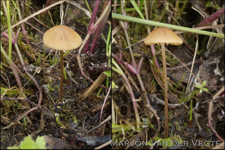 Oker breeksteeltje - Conocybe ochrostriata